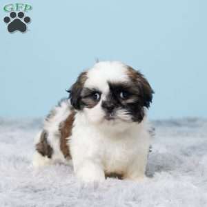 Mason, Shih Tzu Puppy